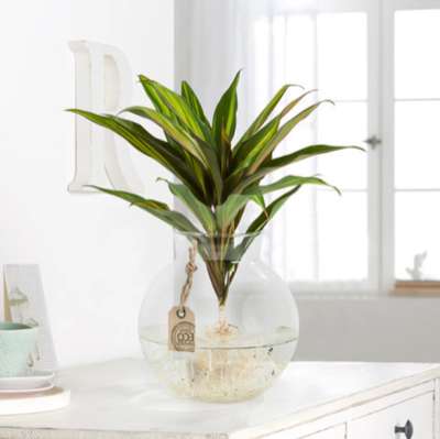 Sale bei Blume2000, z.B. Waterplant "Kiwi", Pflanze in Glasvase