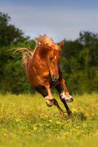 Pferdefutter – Bestellen Sie eine kostenlose Probe für Ihr Pferd
