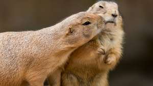 Erlebnis-Zoo Hannover am Valentinstag 2019 mit 2-für-1-Aktion „Bei Kuss ein Ticket gratis“