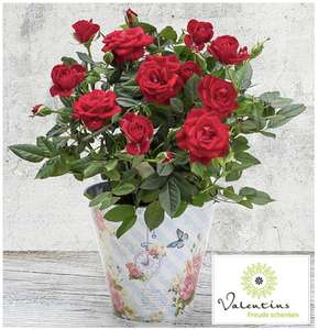 13€ Valentins Gutschein für nur 5,20€ - z.B. Frühlingsgruß für 12,18€ oder Rosen im romantischen Topf für 13,18€ + 24% Shoop!