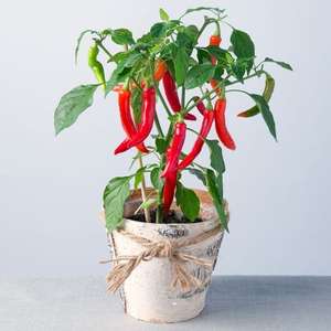 Chili Pflanzen Abverkauf Setzlinge für den Garten oder Balkon 2,39€ statt 2,99€