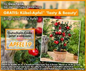 BALDUR-Garten - Kübel-Apfel 'Tasty & Beauty' kostenlos mit bestellen ab 25 € Bestellsumme