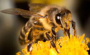 Bienen-Saatgut - Wildblumenmischung gratis