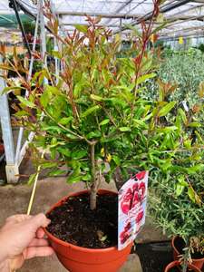 Granatapfelpflanze winterhart für Freunde des exotischen Gartenbaus