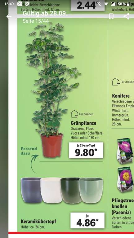 Lidl Pflanzen für 9,80€, mind. 130cm (Yucca, Schefflera, Ficus, ...) - zweite Runde ab 1.10. (+ passende Übertöpfe 4,86€)