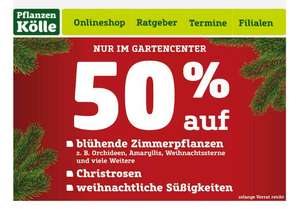 50% auf blühende Zimmerpflanzen, Christrosen und weihnachtliche Süßigkeiten bei Pflanzen Kölle