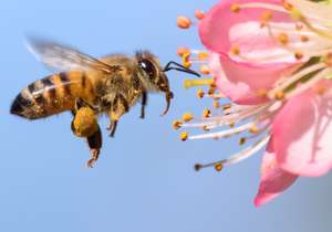 Gratis Blumensamen für Bienen