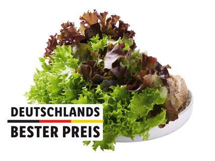 Lidl: Regrowing-fähiger Multicolor Salat mit Wurzeln, mehrere Sorten in einem Wurzelballen