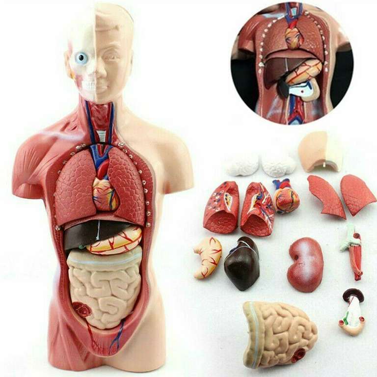 Anatomisches Körpermodell, innere Organe (herausnehmbar), Größe 27 cm, für 18,99 Euro [Norma]