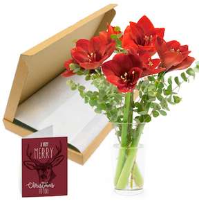 Amaryllis Blumenstrauß für den Briefkasten für 9,95€ inkl Versand