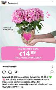 Hortensie für 14,99 € (inkl. Versand) - auch zum Muttertag (BLUME2000)