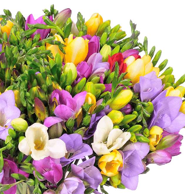 Blumenstrauß - 50 bunte Freesien für 27,48€ inkl. Versand | bis zu 400 Blüten | 7 - 8 Blüten pro Stiel | 7-Tage-Frischegarantie