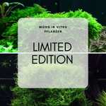 Limited Edition Moos In Vitro Pflanzen