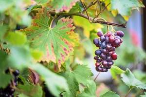 LOKAL Rees (NRW) Ehrenmann verschenkt rund 150 Kilogramm Weintrauben gratis
