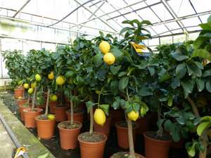 echter Zitronenbaum 70 - 100cm Zitrone Citrus Limon Zitruspflanze Lemon für 30€