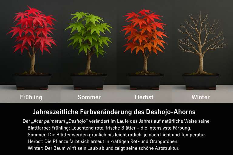 Deshojo Bonsai Japanischer Fcher-Ahorn 30-35 cm fr 29,99 at mybonsai |  mydealz