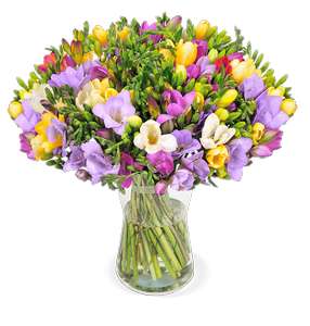 50 bunte Freesien mit bis zu 400 Blüten