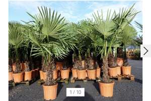 XXL Palme winterhart 140 - 160 cm Trachycarpus fortunei, Hanfpalme, Top-Qualität Kaufland Online