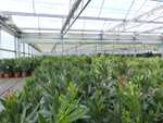 Oleander 120 cm Premiumqualität Busch Nerium Dauerblüher Premium, diverse Farben