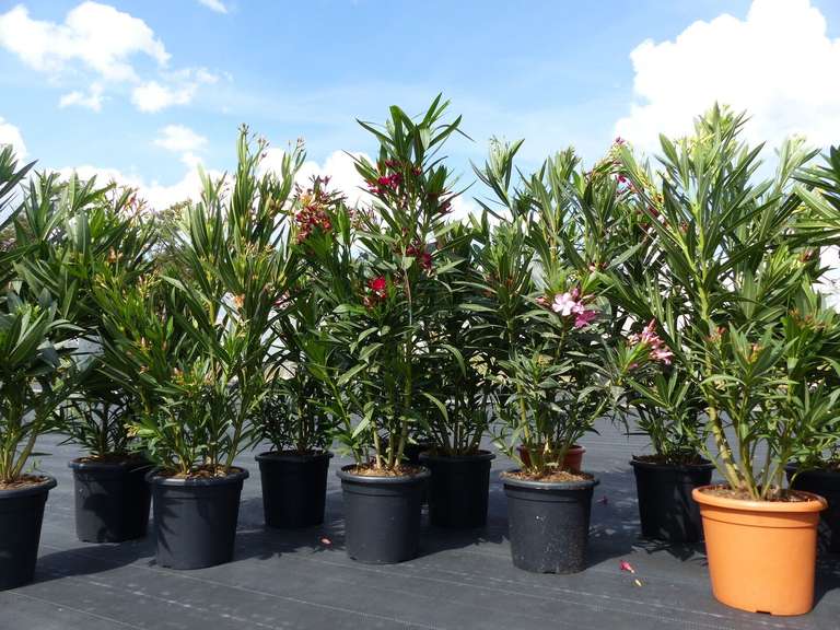 Oleander 120 cm Premiumqualität Busch Nerium Dauerblüher Premium, diverse Farben