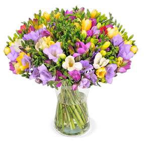 50 bunte Freesien mit bis zu 400 Blüten für 25,98€ inkl. Versand (statt 50€) + 10% Newsletter