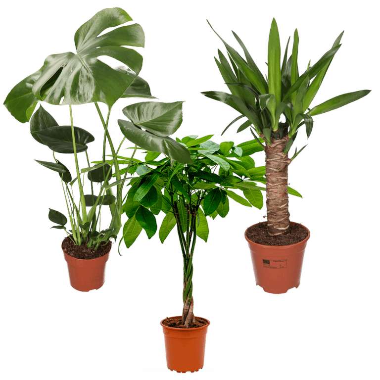 3er Set Grünpflanzen | Monstera (55-65cm) + Yucca (45-55cm) + Pachira (45-50cm)