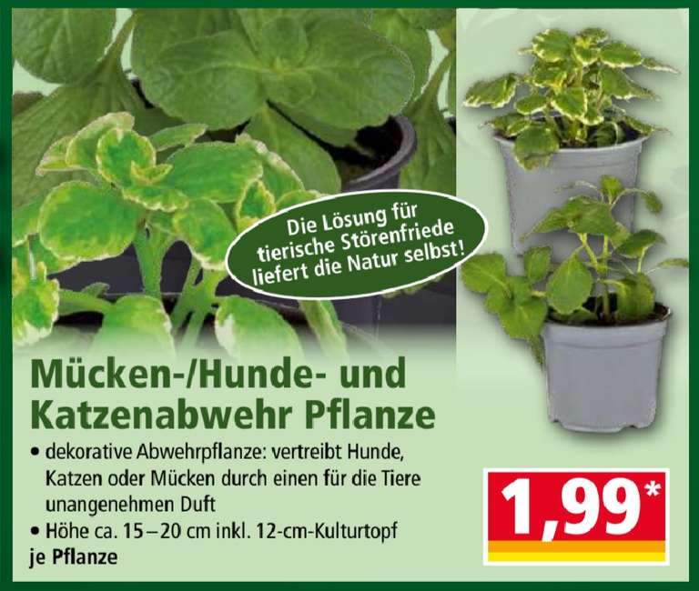 schleierkraut künstlich Schleierkraut künstlich - 1 Stiel main image 0