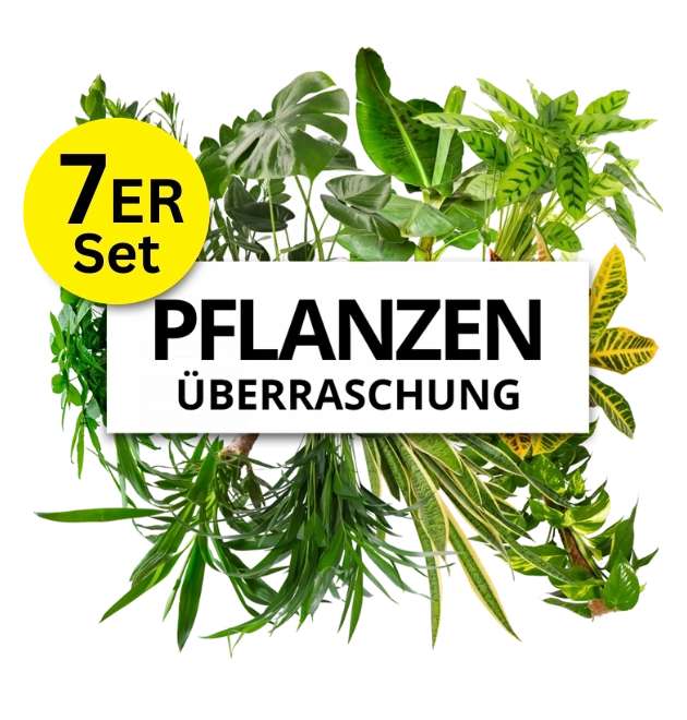 Pflanzenüberraschung 7er-Set bei pflanzeplus | +/- 40-70cm | ø 12-15cm Topf