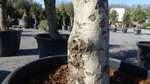 Olivenbaum Olive 170 - 180 cm beste Qualität Olea Europaea Arbequina winterhart