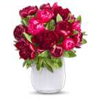 [Blume Ideal] 15 Pfingstrosen "Red Charm" | Charmante asiatische Schönheiten | 40 - 50 cm Länge