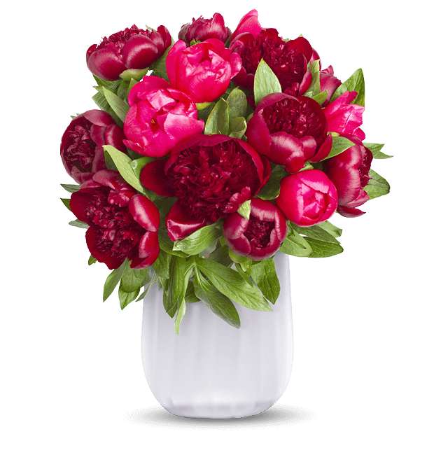 [Blume Ideal] 15 Pfingstrosen "Red Charm" | Charmante asiatische Schönheiten | 40 - 50 cm Länge