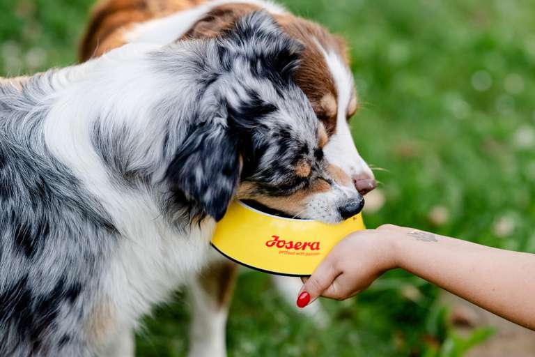 Josera Optiness Hundefutter Lamm & Reis 12,5 kg  jetzt bei Amazon, 28,47
