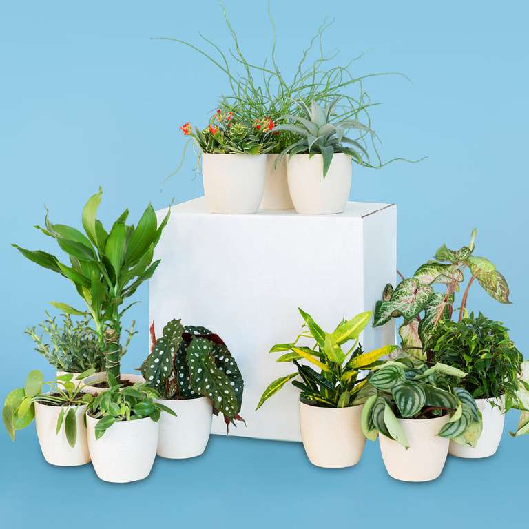 Rette 12 Zimmerpflanzen vor dem Müll: Überraschungsbox mit 12 Pflanzen mit kleinen Schönheitsfehlern