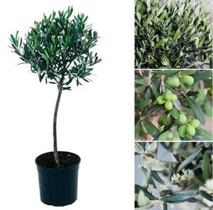 Sammeldeal Olivenbaum XXL 90-100cm inkl. 22cm Topf  ab 28,39 bei Groupon  | mydealz