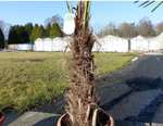 XXL Palme Stammhöhe 40-50 cm winterhart 180 cm Trachycarpus fortunei, Hanfpalme