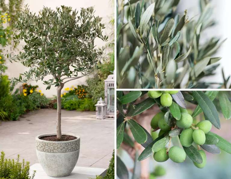 Sammeldeal Olivenbaum XXL 90-100cm inkl. 22cm Topf  ab 28,39 bei Groupon  | mydealz