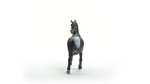 Schleich Horse Club Araber Hengst schwarz (13981) | Spielfigur Pferd, für Kinder ab 5-12 Jahren [prime]