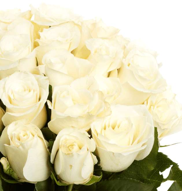 44 weiße Rosen (40cm) Blume Ideal 19.99€ plus VSK 5,99€ - Liefertermin DIENSTAG