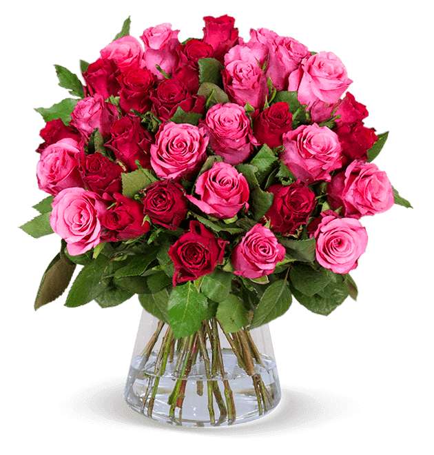[Blume Ideal]44 Rosen "RomanticRoses" (50cm)