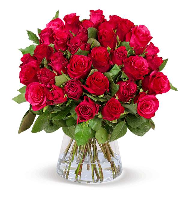 50 rote Rosen (40cm) | 7 Tage-Frischegarantie | Wunschtermin wählbar