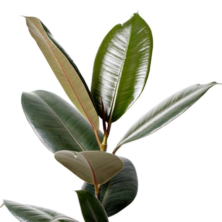 [Pflanzeplus] 5er-Set Monstera (50-70 cm), Dracaena (45-55 cm), Yucca Palme (45-55 cm), Ficus Elastica (50-55 cm), Goldfruchtpalme (45-55cm)
