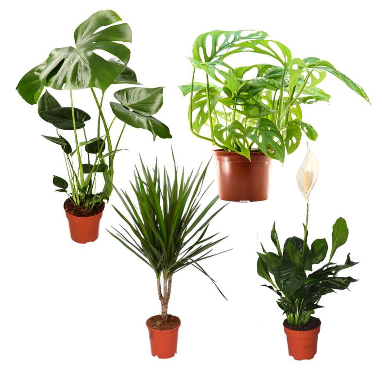 4er Set Grünpflanzen | Monstera (55-70cm), Monstera Affenblatt (30-40cm), Dracaena (45-50cm), Spathiphyllum (40-50cm)