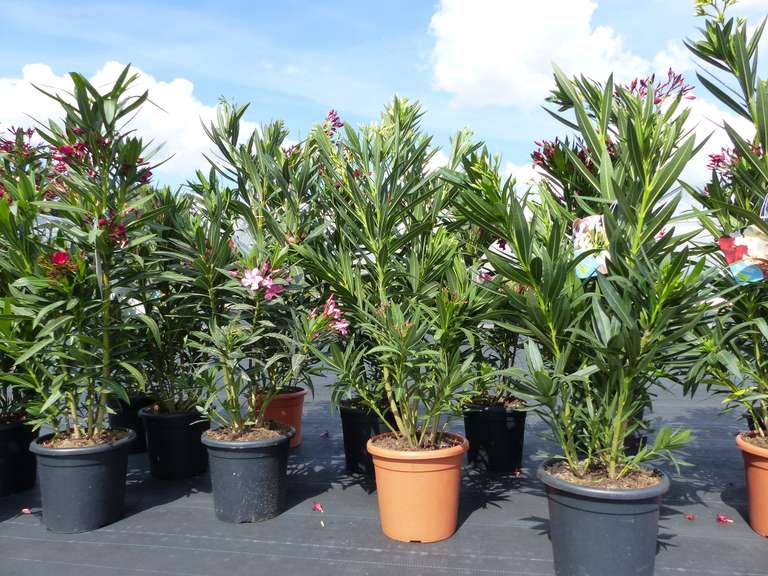Oleander 120 cm Premiumqualität, Busch Nerium Rosenlorbeer, Dauerblüher, Premium rot, rosa, gelb, weiß Mix für 29,99€