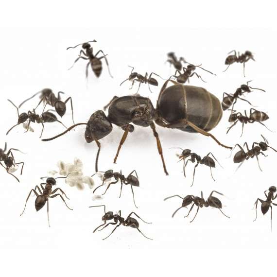 Eine Ameisenkolonie oder Ameisenkönigin kostenlos (nur Lieferkosten)