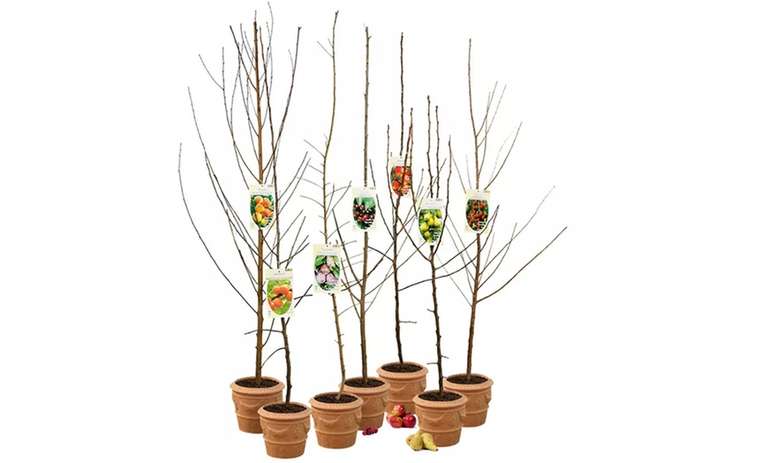 Groupon: 5er-Set Obstbäume XXL, 2-3 Jahre Alt und ca. 170 cm Höhe, Apfel, Birne, Süßkirsche, Sauerkirsche und Pflaume (6% Shoop möglich)