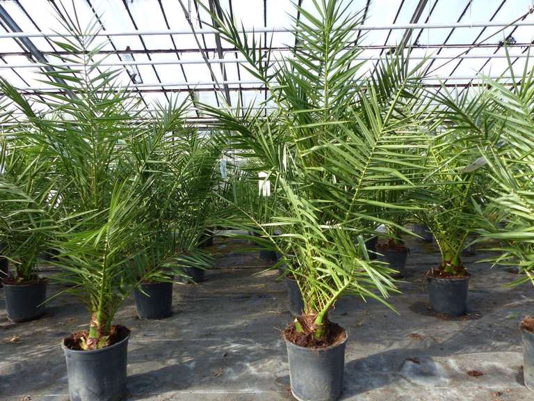 Phoenix canariensis Palme 140 cm kanarische Dattelpalme, kräftige Palmen Premium