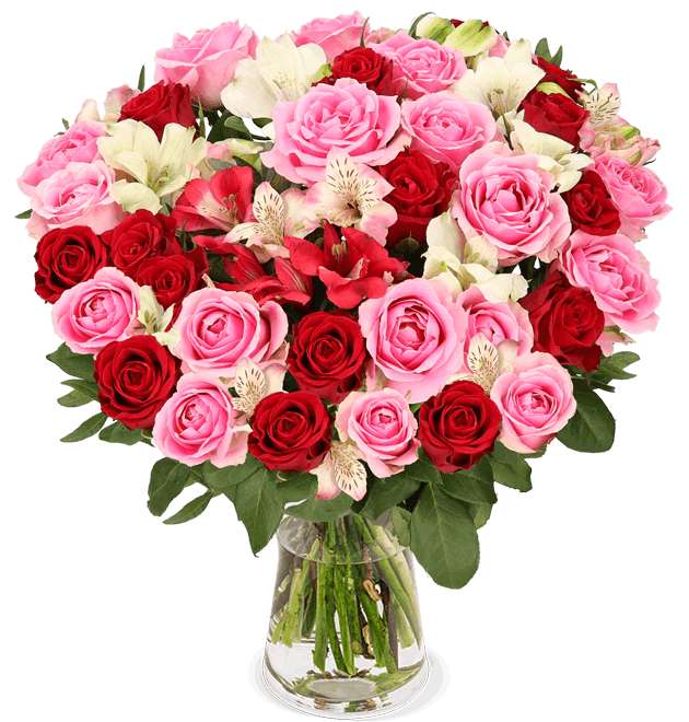 [Blume Ideal]30 Stiele Rosenwunder XXL mit bis zu 100 Blüten