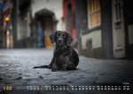 Mit "Wau-Effekt" durchs Jahr - Die schönsten Hundemotive 2023 –Wandkalender A3 quer