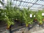 Phoenix canariensis Palme 140 cm kanarische Dattelpalme, kräftige Palmen Premium