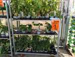 Lokal Hornbach Heidelberg: Gemüsepflanzen und andere Pflanzen für 1€